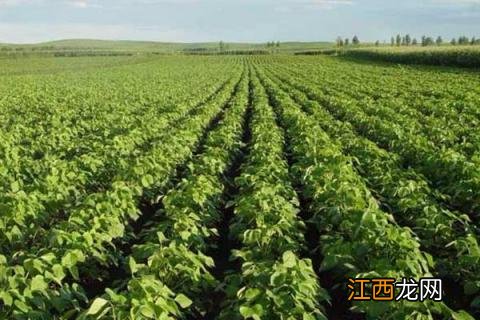 红小豆种植时间和方法 红小豆种植时间和方法和产量