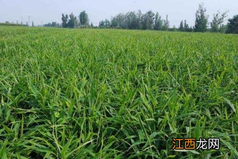 大姜亩产2万斤种植技术 生姜亩产万斤高产种植技术