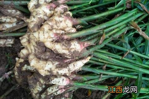 大姜亩产2万斤种植技术 生姜亩产万斤高产种植技术