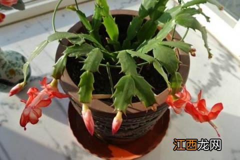 蟹爪兰的养殖方法 蟹爪兰的养殖方法和浇水