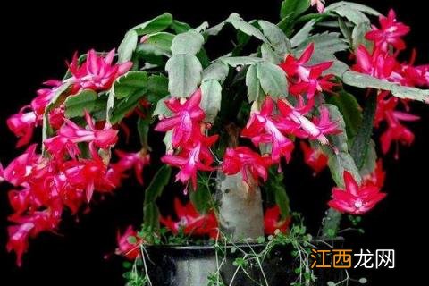 蟹爪兰的养殖方法 蟹爪兰的养殖方法和浇水