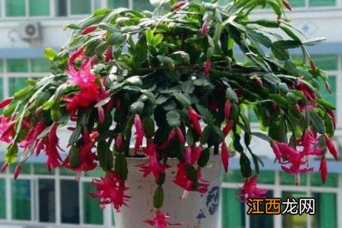 蟹爪兰的养殖方法 蟹爪兰的养殖方法和浇水