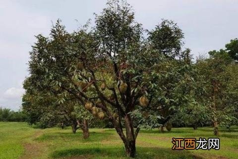 榴莲能种植吗 榴莲在北方能种植吗