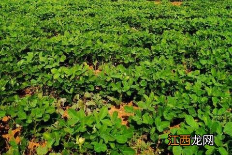 花生栽培管理技术要点视频 花生栽培管理技术要点