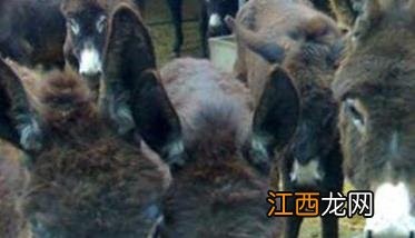 肉驴怎么育肥 肉驴怎么催肥