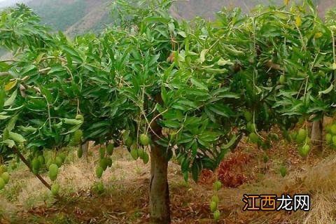 芒果树苗怎么种植 芒果树苗怎么种植方法