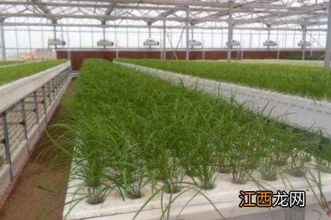 无土栽培韭菜技术 韭菜无土栽培种植技术