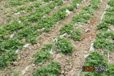 花生种植时间和生长期 北方花生种植时间和生长期