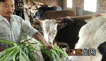 用牧草怎么做饲料 如何用牧草饲喂家畜