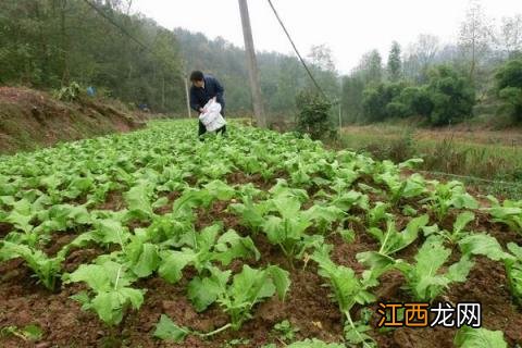 北方榨菜种植时间 北方种植榨菜的时间在哪个季节