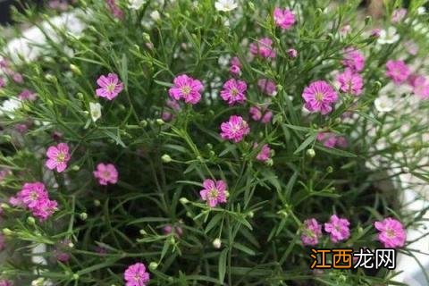 紫花满天星的种植方法 紫花满天星怎么养