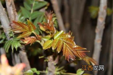 大棚香椿树的种植方法 大棚香椿怎么种植