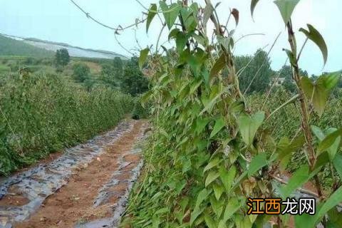 紫山药种植技术 紫山药种植技术与栽培管理视频