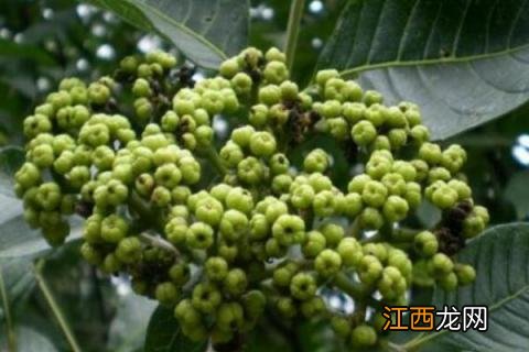 吴茱萸怎么种植每亩种多少 吴茱萸一亩地种多少棵