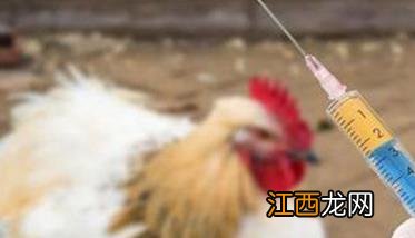 家禽磺胺药中毒的症状表现及中毒后怎么办?