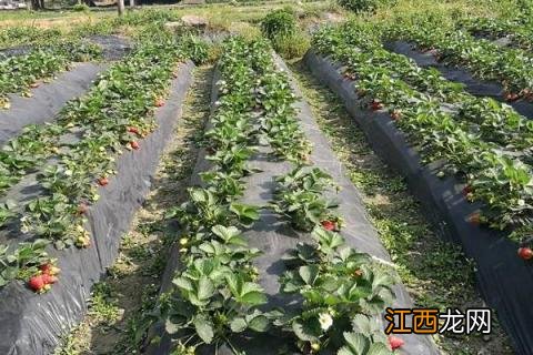 露天草莓最佳移栽时间 露天草莓种植时间和方法