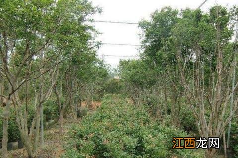 嘉宝果种植条件和区域，适宜温度22至25度