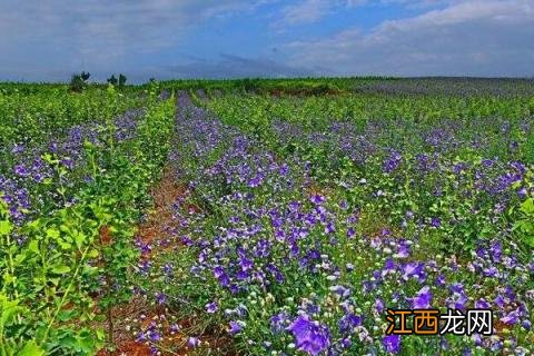 桔梗的种植季节和方法，可选春播和冬播