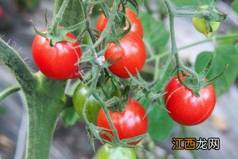 西红柿打蔫怎么挽救,不同情况采用不同处理方法