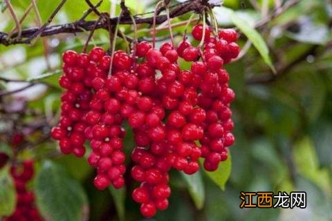 五味子种植条件与气候要求 五味子栽培与种植技术