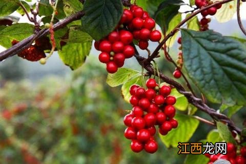 五味子种植条件与气候要求 五味子栽培与种植技术