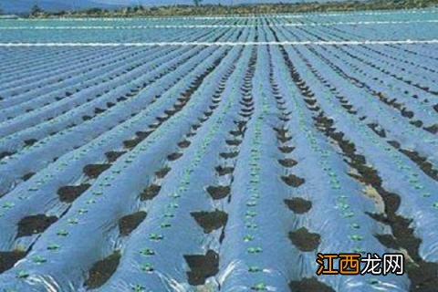 地膜花生的种植技术,种植时间为5月中旬