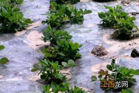 地膜花生的种植技术,种植时间为5月中旬