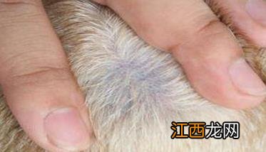 犬疥螨病怎么治疗 犬疥螨病怎么治疗好