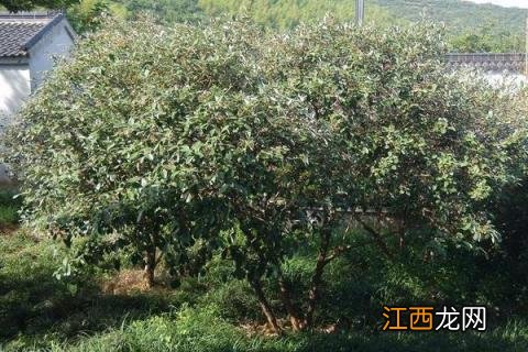 菲油果家庭种植方法，需注意施肥和修剪