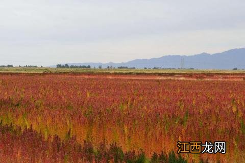 藜麦种植时间，一般在春末时节种植 藜麦如何种植什么时间种植