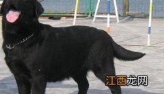 为什么犬容易出现维生素缺乏现象 狗为什么会缺乏微量元素