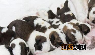 家庭养什么犬种比较好? 家庭养犬最好去何处购犬种