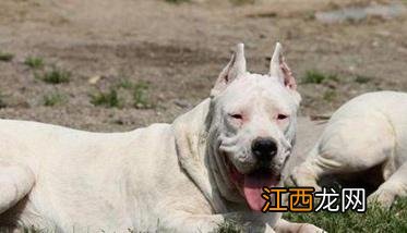 个人家庭购犬应注意哪些问题 个人家庭购犬应注意哪些问题和措施