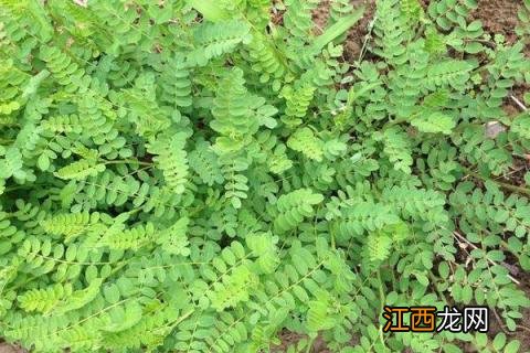 黄芪种植条件，要求土壤肥沃且排水性好