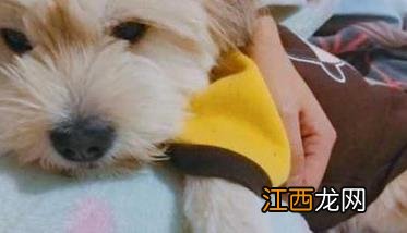 宠物犬夏季管理的要点 夏季养犬应如何做好日常管理