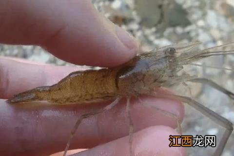 河虾与海虾区别 河虾怎么养，河虾和海虾的区别