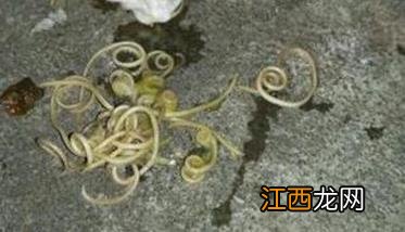 狗患有蛔虫病有何症状，如何治疗狗蛔虫病？