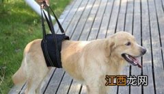 狗狗厕所怎么训练 犬的卫生与环境锻炼如何进行