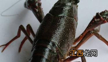 浅谈小龙虾养殖技术之饲喂方式 家养小龙虾怎么喂食