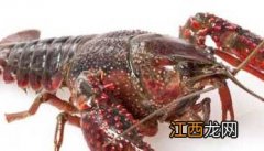 淡水小龙虾与肉食性鱼类混养管理技术