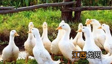 限制饲养的目的与方法是什么 限制饲养的目的与方法