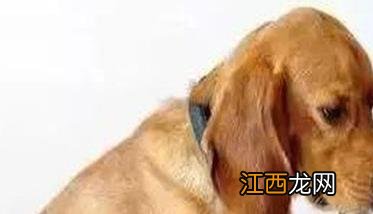 老龄犬的饲喂要求 老龄犬的饲喂要求标准