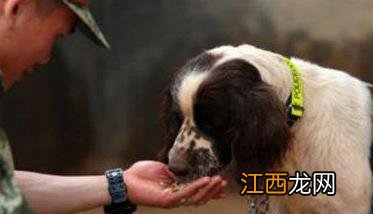 训犬的好处 训犬时主人对训犬效果会有什么影响