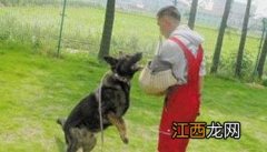 训犬员必须准确掌握的四大训练要领 训犬员的要求