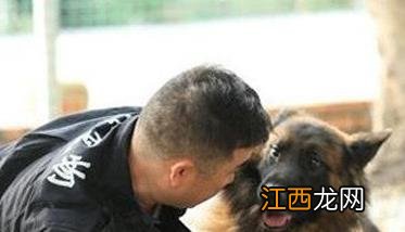 犬训练的基本原则是什么 训练犬的基本方法主要有哪些