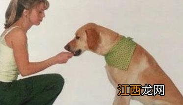 犬训练的基本原则是什么 训练犬的基本方法主要有哪些