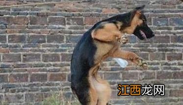 犬训练的基本原则是什么 训练犬的基本方法主要有哪些