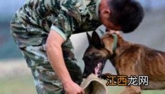 在训练犬建立和强化条件反射中 怎样建立与强化犬的条件反射