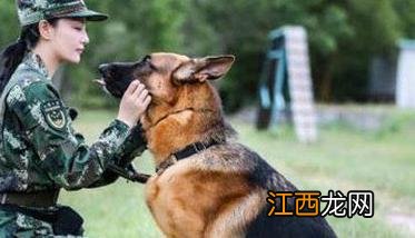 训犬应遵循什么样的基本原则，听从什么忠告