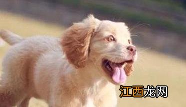 犬脓肿如何治疗 犬脓肿如何治疗效果好